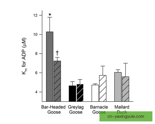巴奇卡托波拉U19主场不敌OFK贝尔格莱德U19零比二落败